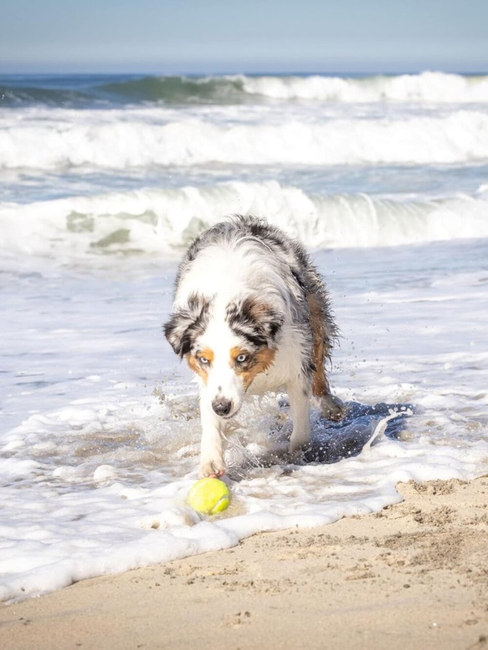 K9 Kannon Dog Ball Thrower Launcher for Dogs, All Breeds Up To 60 Pounds, With O - Picture 8 of 9